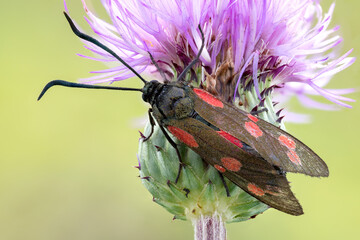 close up of a red and black moth on a flower. six spot burnet