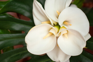 bouquet of white calla lilies on a green background.