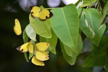 Group of beautiful yellow butterfly on green leaf