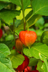 Physalis Lampionblume
