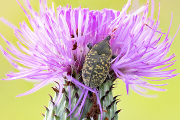 thistle bud weevil on a purple wild flower.