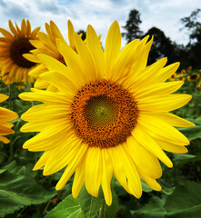 Fototapeta premium Unique sunflower