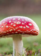 Fly agaric ( fly amanita ) mushrooms growing in ancient woodland in Piddington, Oxfordshire.