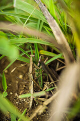 grass in the grass