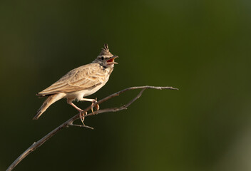 Crested Lark perched on a twig, bahrain