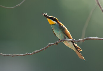 European bee-eater holding a bee. A backlit image.