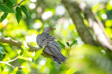 Common cuckoo bird on tree branch