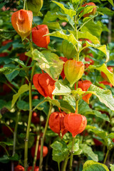 Physalis Lampionblume