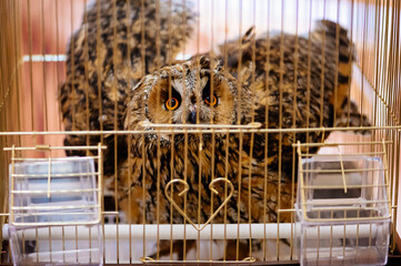 Owl in golden cage on table