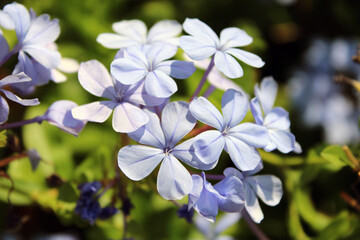 Fiori azzurri di Plumbago al sole con verde
