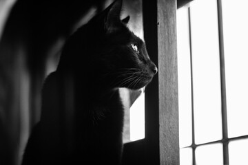 Gato Negro encerrado observando