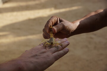 reptiles and Scorpions