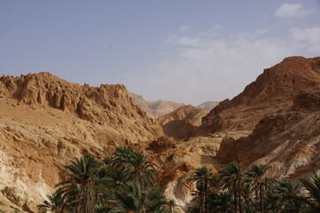 oasis