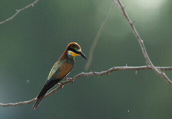 European bee-eater on a tree, Bahrain. A backlit image.