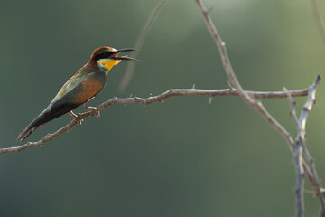 European bee-eater perched on a tree, Bahrain. A backlit image.