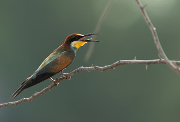 European bee-eater perched on a tree, Bahrain. A backlit image.