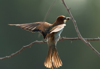 European bee-eater with a bee catch. A backlit image