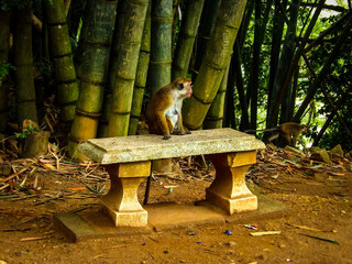 singe sur un banc
KODAK Digital Still Camera