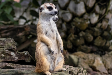 Fototapeta premium Cute meerkat (suricatta) that small animal its standing to alert look in forward on a small timber that put on log wood timber with blur nature background.