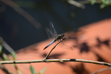 blaue Libelle auf einem Ast
