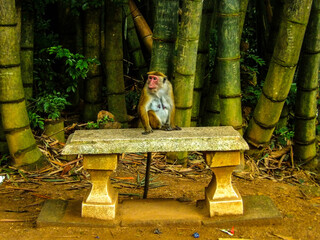 singe sur un banc
KODAK Digital Still Camera