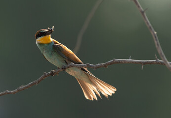 European bee-eater holding a bee, Bahrain. A backlit image.