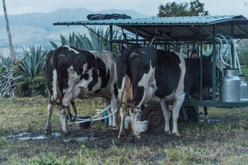 Men milking a cow with a milking machine on a green field