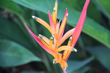 Obraz premium Ant in the flower !