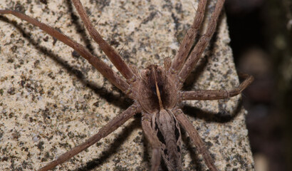 nursery web spider in macro