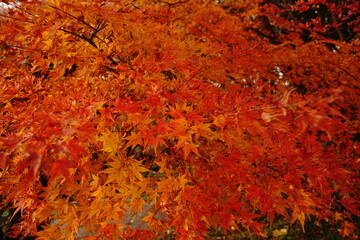 赤い葉