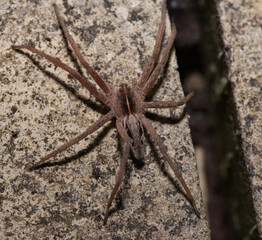 nursery web spider in macro