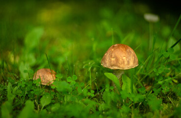 Porcini mushrooms grow from grass in the forest