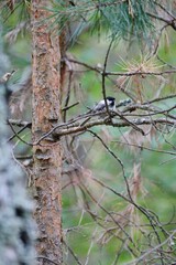 Willow Tit or Poecile montanus in the pine forest. A small song gray bird with a black head sits on a brown branch of a young pine tree on an autumn day in the forest.