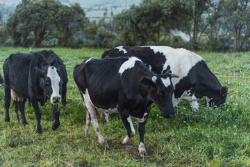 Fototapeta na wymiar cows eating on a green field 