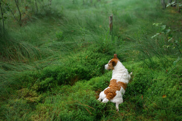 dog lies on moss in the forest. Jack Russell Terrier in nature