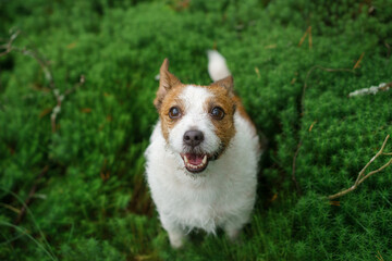 dog lies on moss in the forest. Jack Russell Terrier in nature