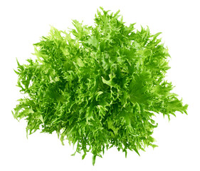 frisee, frieze, salad, lettuce, isolated on white background, clipping path, full depth of field