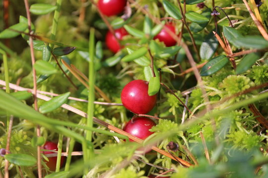 Red cranberry grows on a bog among green sphagnum moss on a sunny autumn day. Vaccinium oxycoccos or bog cranberry or small cranberry. Moss red berries close up.
