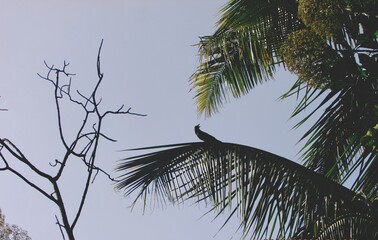 palm tree against sky with a crow perched on top.