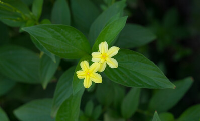 Fototapeta premium Closeup yellow flowers in garden.
