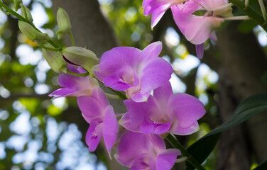 Pink color orchid flowers in garden.