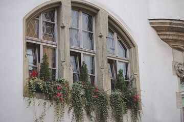 Fototapeta na wymiar window with flowers in the town