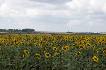 yellow sunflowers in the field close-up. Beautiful banner
