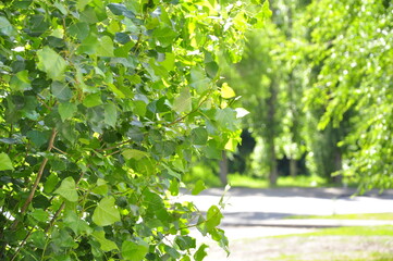 Obraz premium spring in the park