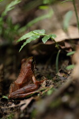 幻の蛙　千葉県　秋ヶ瀬渓谷　9月　タゴガエル