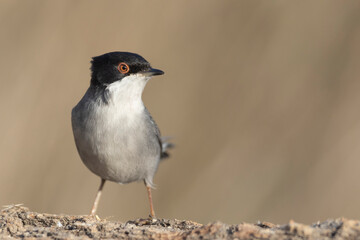 Small passerine bird, Sardinian Warbler