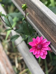 pink flowers on a wooden fence