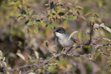 Small passerine bird, Sardinian Warbler