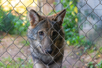 Enslaved wolf behind grid in captivity