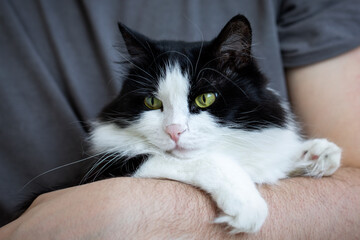 A cute black and white domestic cat sits in the owner's arms. Life style. Pets, veterinary medicine.